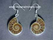 Fossil Ammonite Earrings