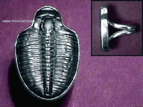 Fossilized Rings